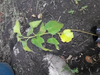 20190614_124950.webp