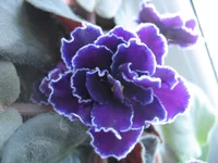IMG_3248.webp