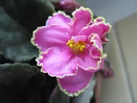 IMG_3250.webp