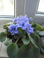 IMG_3251.webp