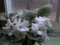 ma's white.webp