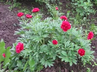  (2).webp
