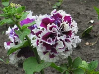 .webp