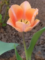 SDC10109.webp