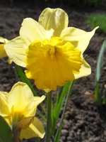 SDC10101.webp