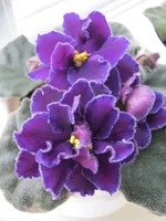 Ward_Brown2.webp