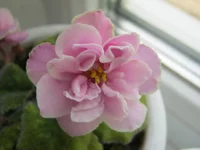 .webp