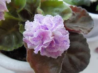  (2).webp