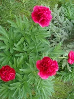 DSC02673.webp