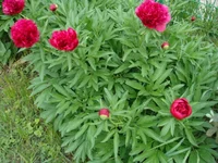 DSC02675.webp