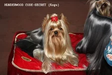 75221855.webp