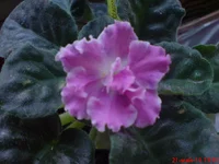 .webp