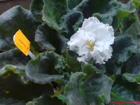 -Снег в Апреле.webp