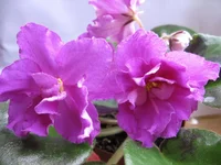  очаровниеи спорт_7965.webp