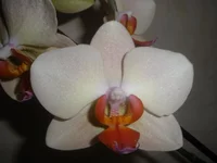 P5220202.webp