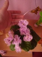 P5102058.webp