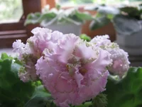 1 009.webp