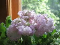1 010.webp