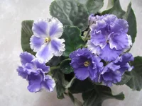 1 019.webp