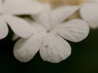 r-5039.webp