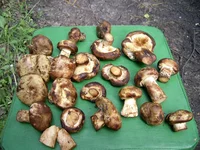 PIC_0036.webp