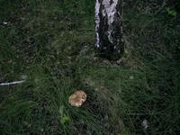 PIC_0110.webp