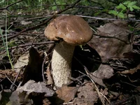 PIC_0017.webp