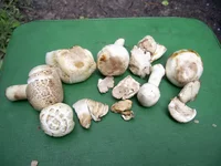 PIC_0045.webp