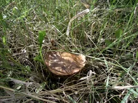 PIC_0090.webp