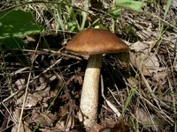 PIC_0092.webp