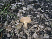 PIC_0112.webp