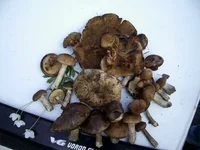 PIC_0127.webp