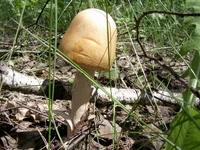 PIC_0013.webp