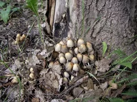 PIC_0054.webp