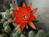 Chamaecereus silvestrii.webp