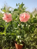 IMG_20180810_094837866.webp