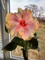 IMG_20181116_113203443_HDR.webp