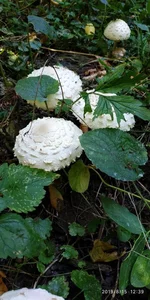 IMG_20190815_123955.jpg