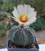 DSC_0087.webp