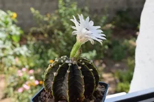 DSC_0013.webp