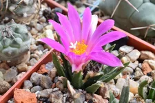 Ariocarpus agavoides 2Tula,Tam.webp