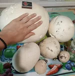 IMG_20190903_105511.webp