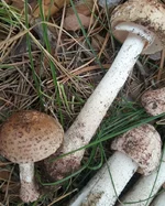 IMG_20190903_105248.jpg