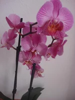 DSC08563.webp