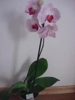 DSC08565.webp