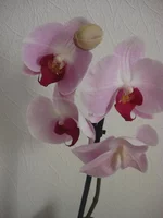 DSC08566.webp