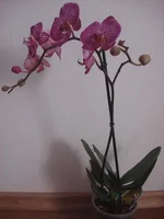 DSC08570.webp