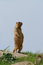 DSC34701.jpg
