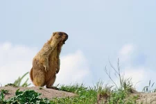 DSC34725.webp