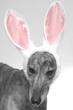 bunny.webp
